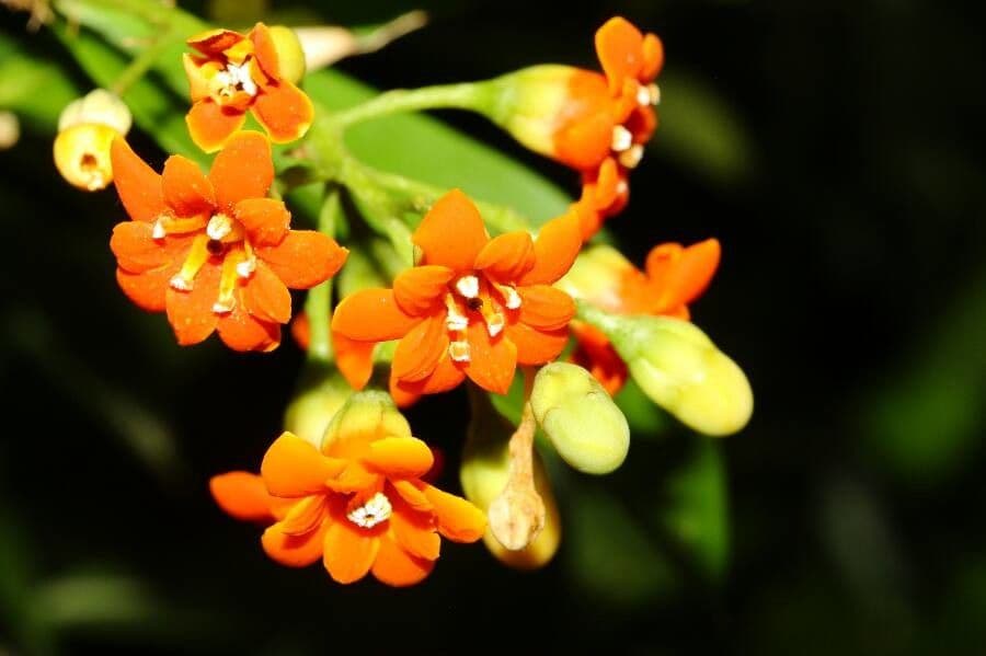 Bonellia