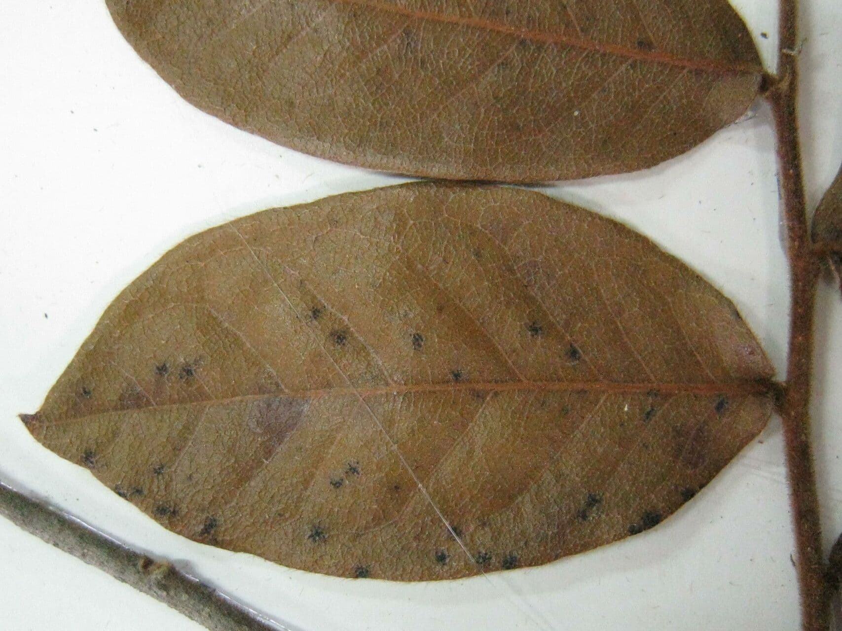 Hirtella cigliata 3