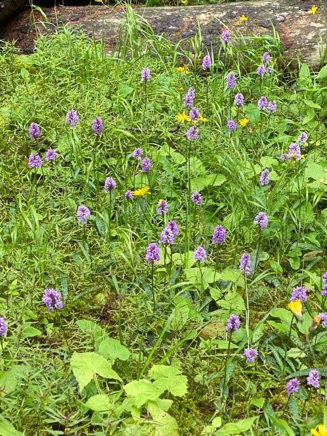 Orchidea di Fuchs 11