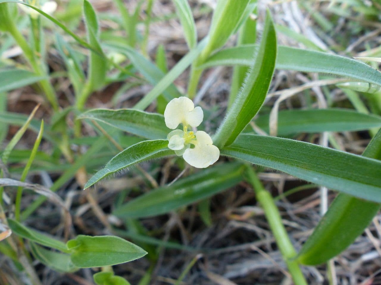 Commelina 16