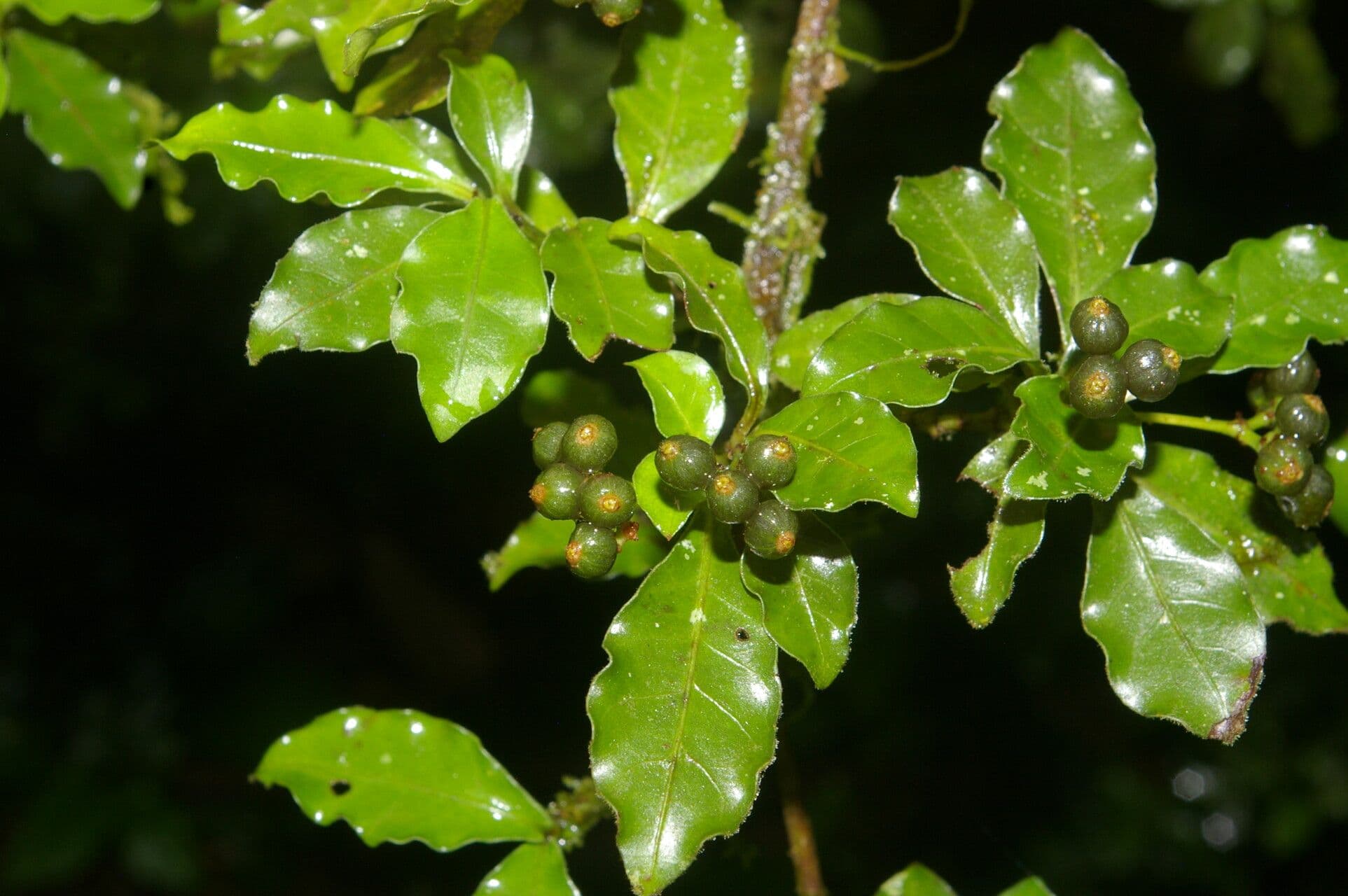 Psicotria del Chagres 10