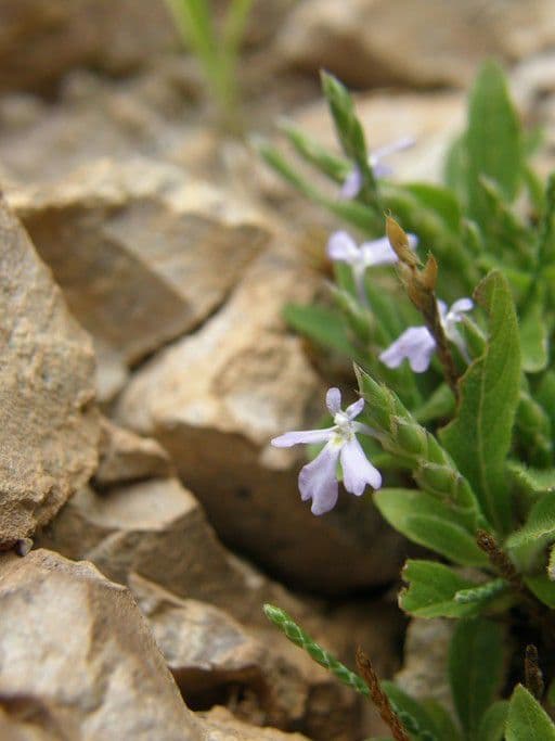 Scaglia viola 3