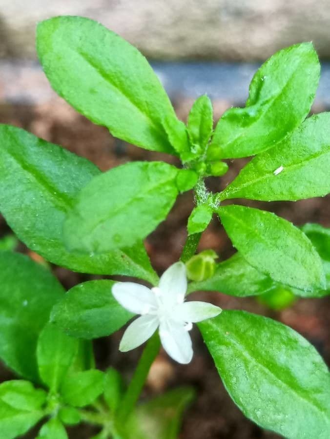 Glinus oppositifolius 2