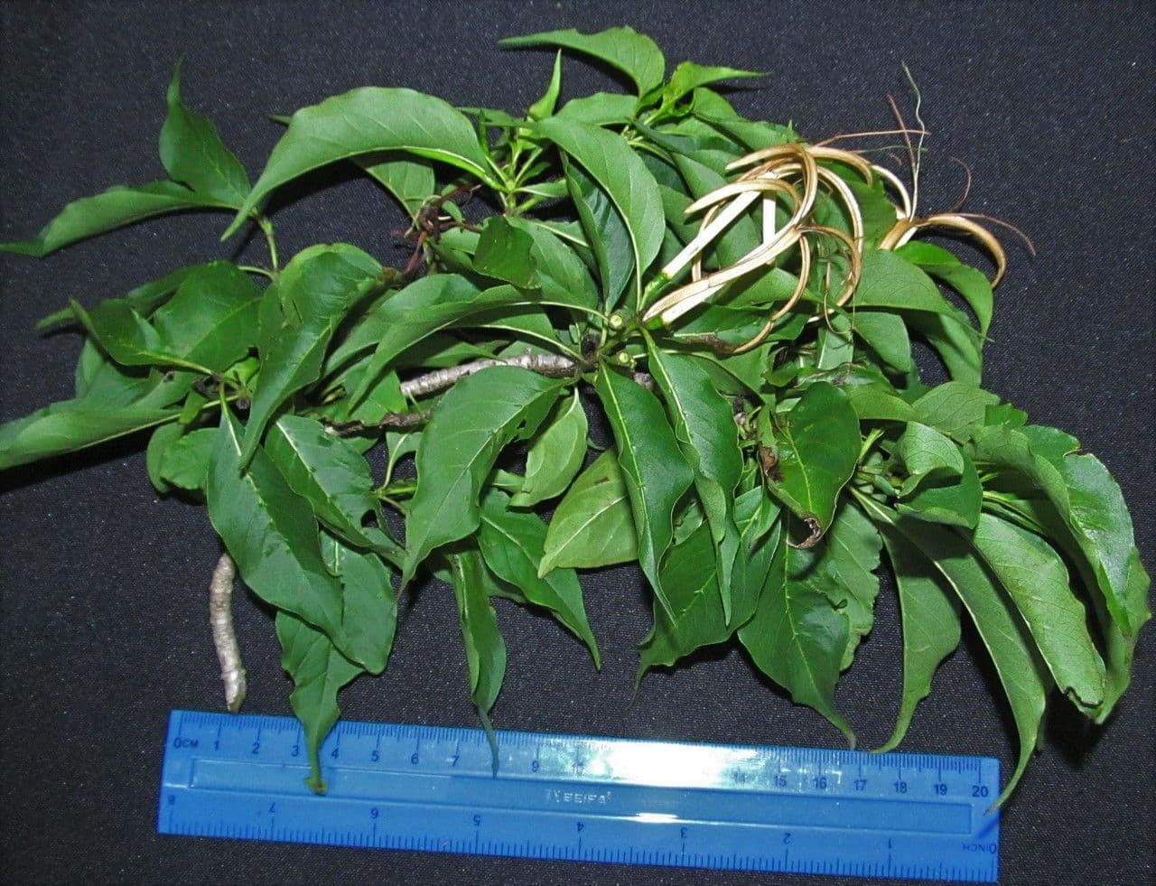 Exostema 21