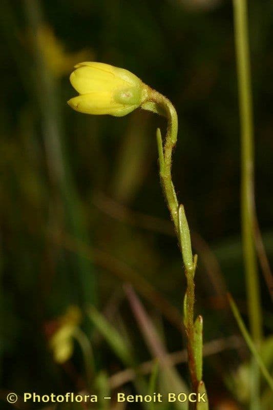 Sassifraga hirculus 23