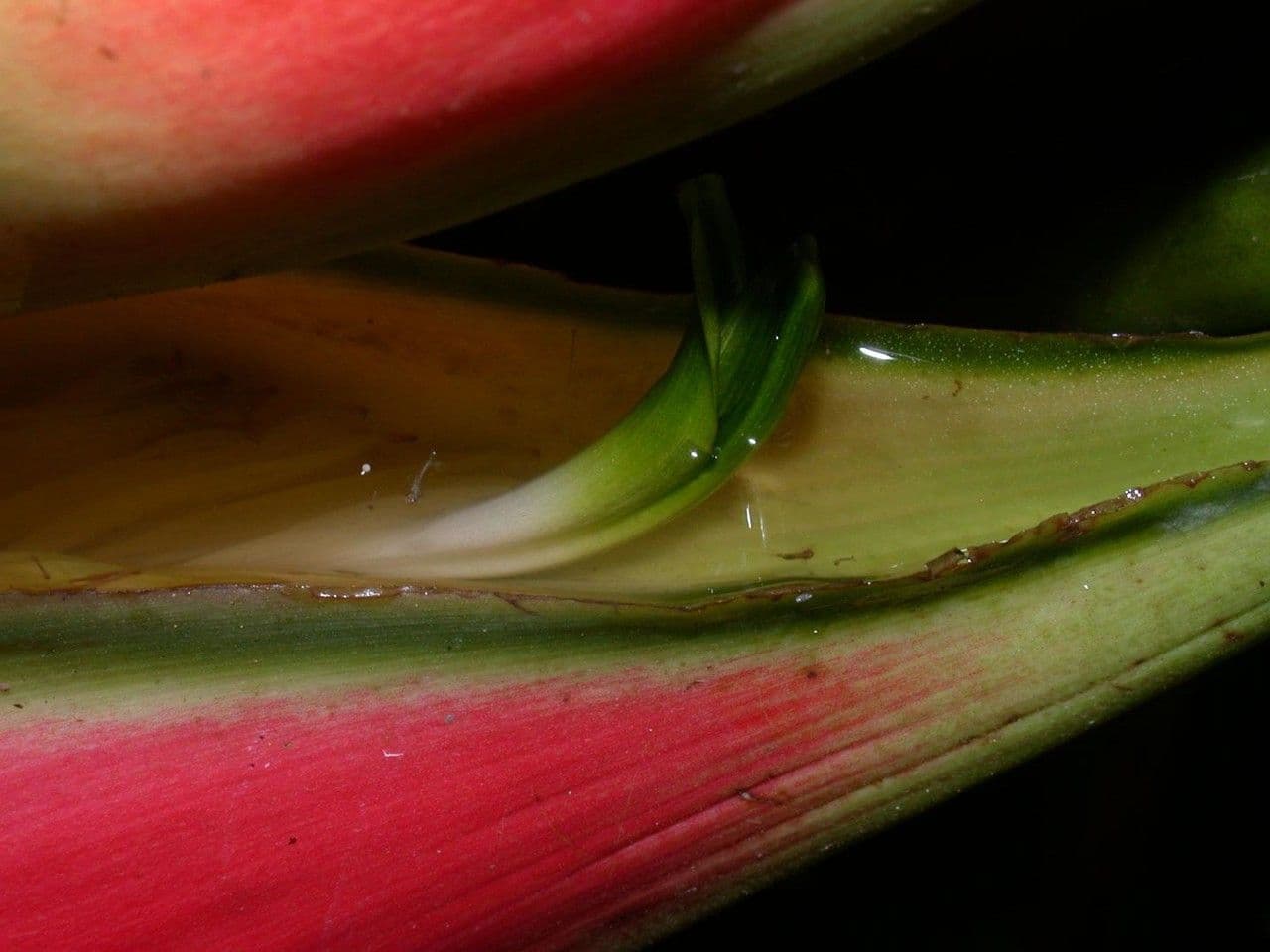 Geldblume 21