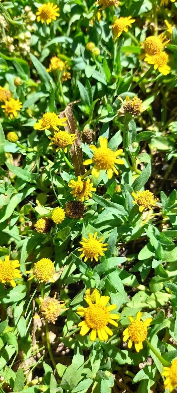 Acmella 6