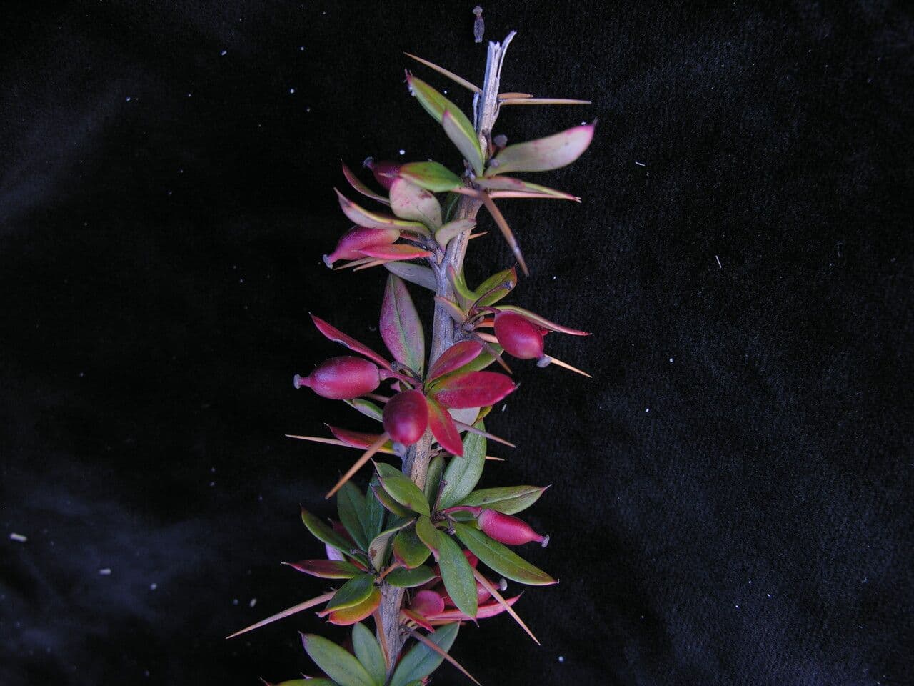 Berberitze 2