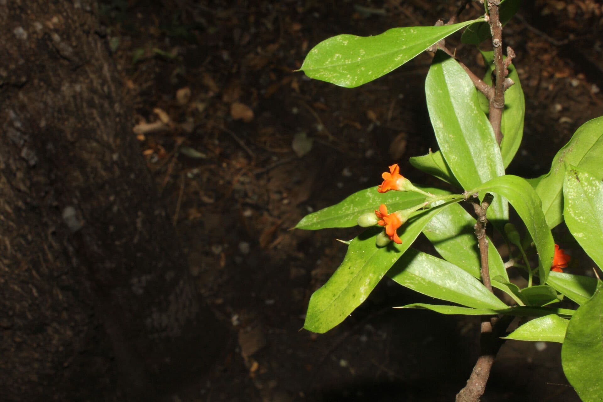 Bonellia 8