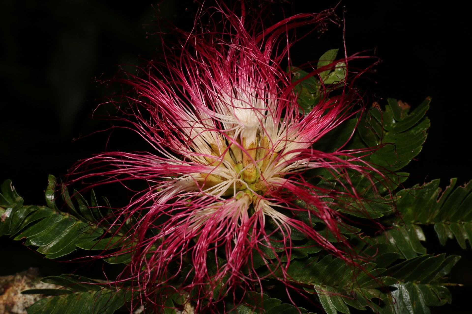 Calliandra 2