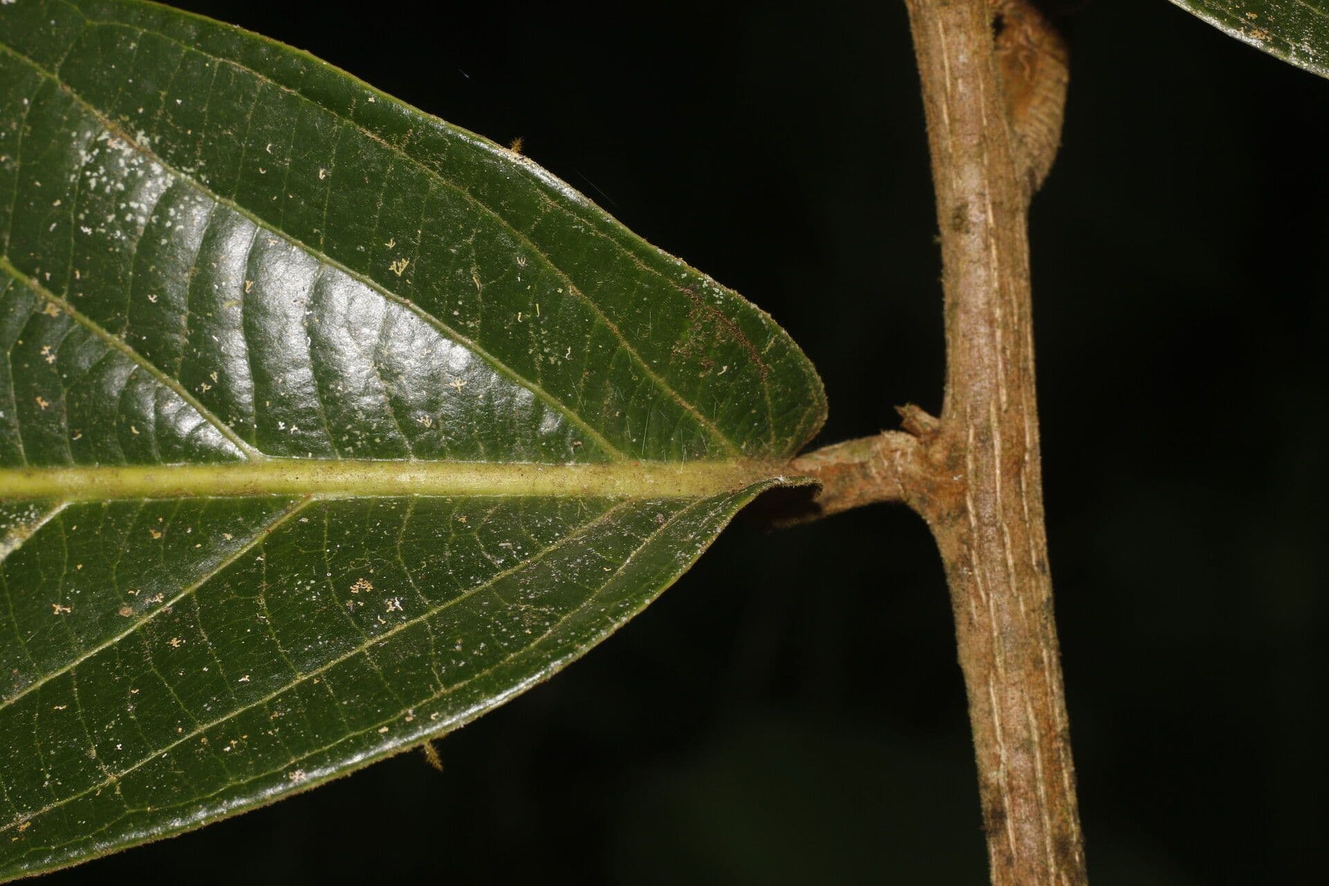 Ocotea 8