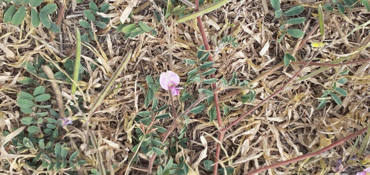 Tephrosie cendrée 4