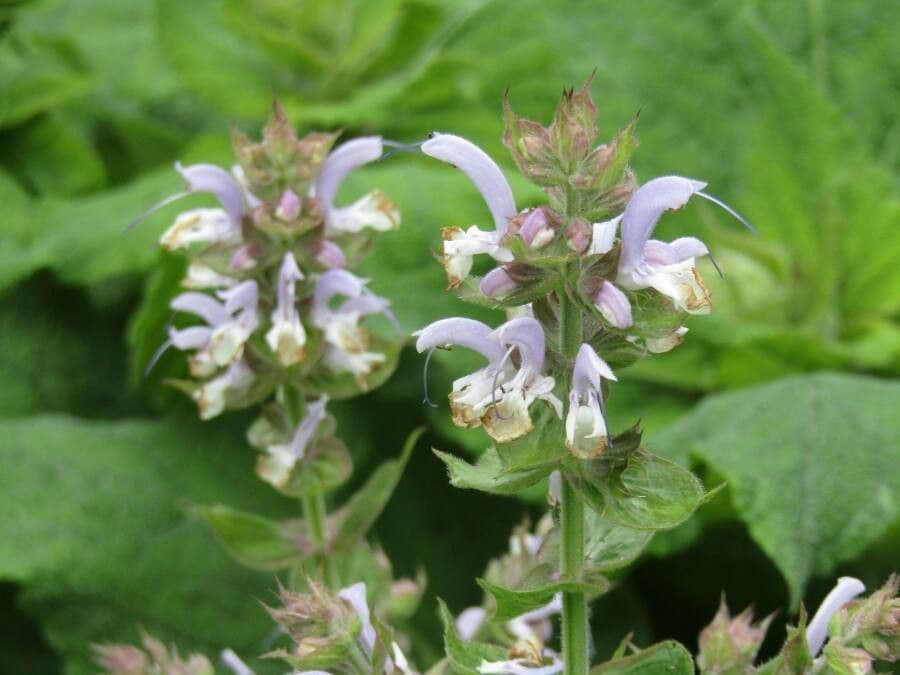 Šalvia muškátová 7