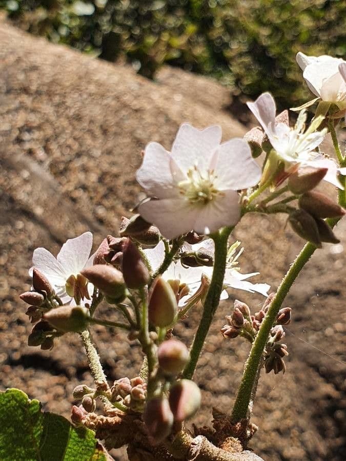 Rundblättrige Dombeya 5