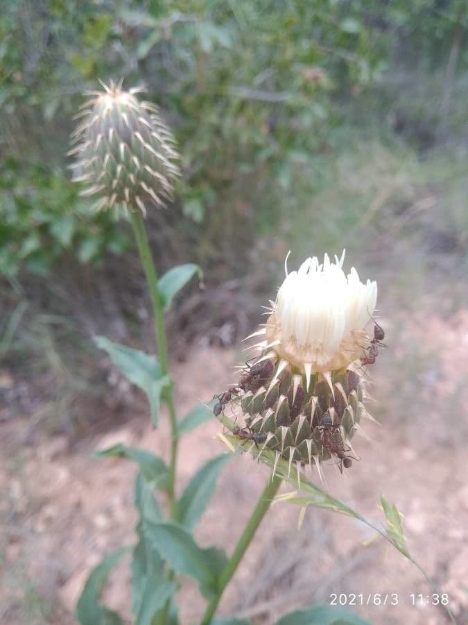 Klasea flavescens 8