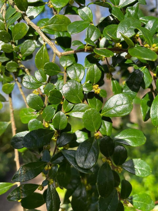 Azara microphylla 2