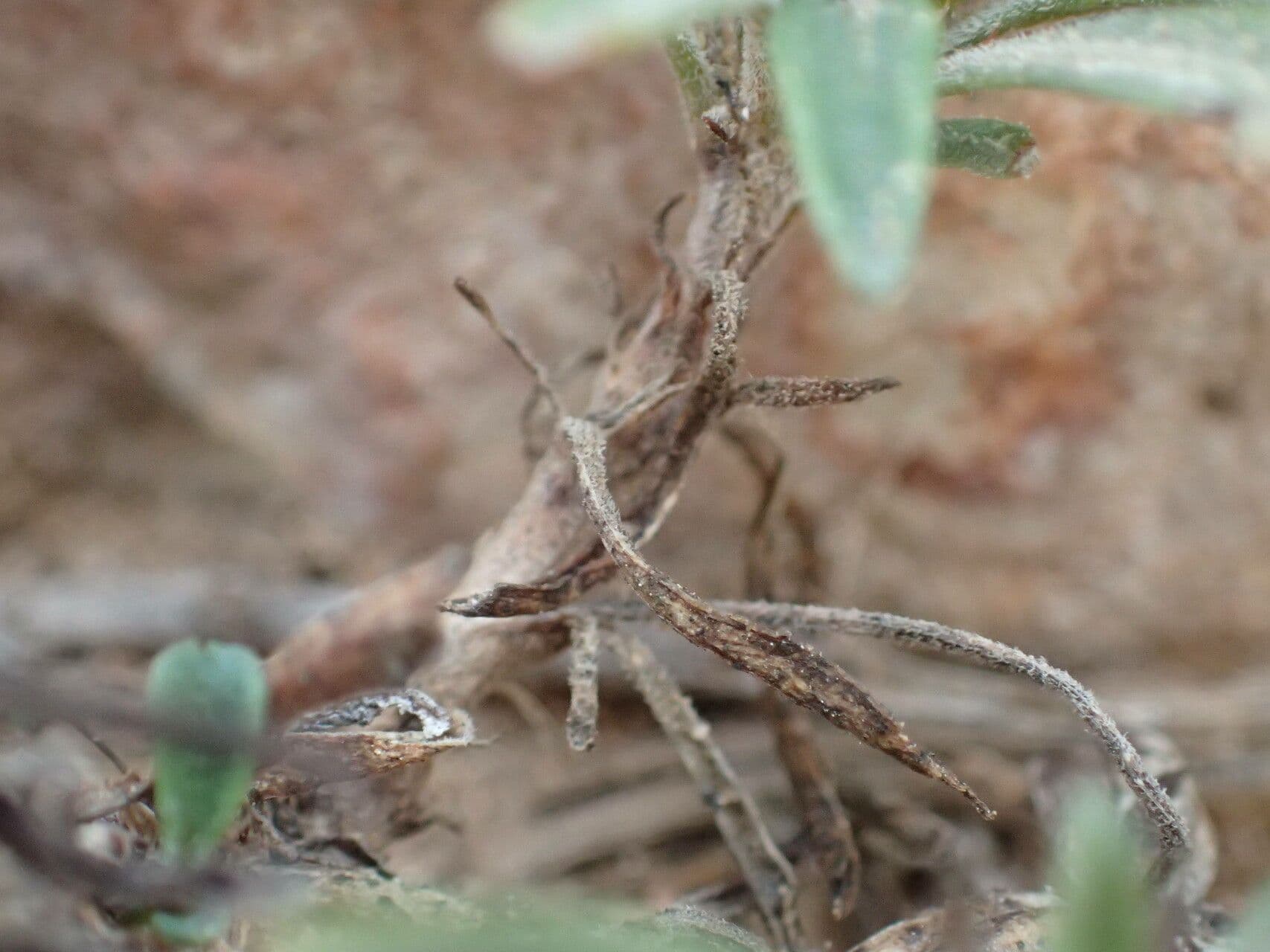 Violette arborescente 22