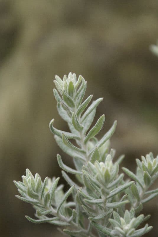 Hubertia 20