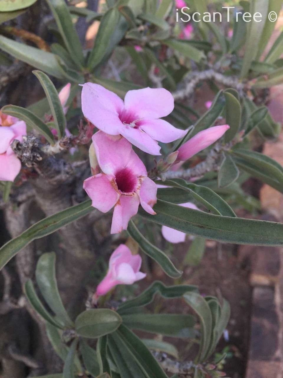 Pachypodium 4