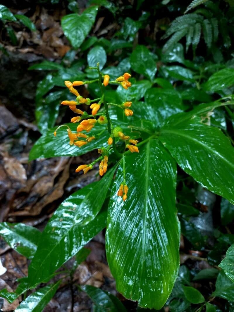 Globba racemosa 10