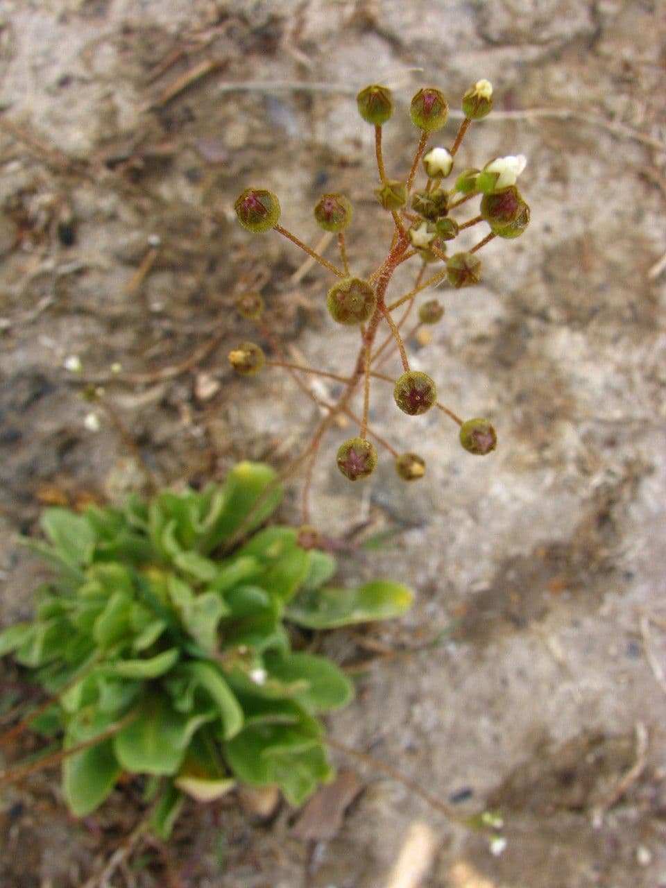 Samolo ebracteatus 6