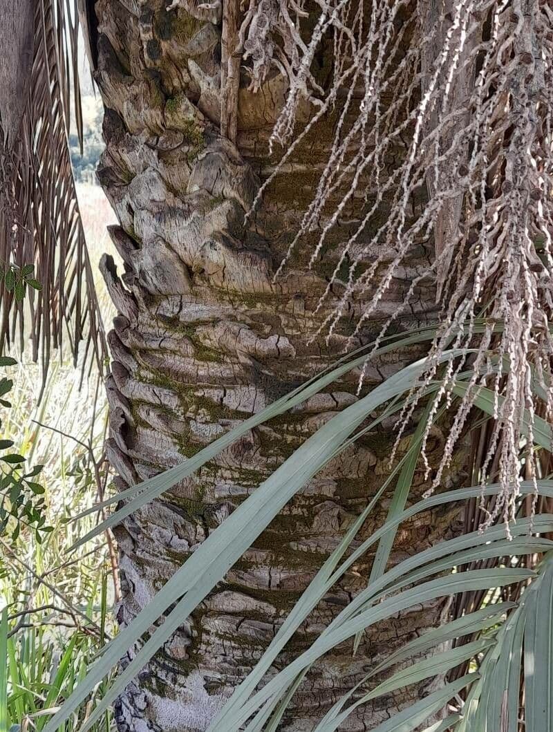 Butia 7