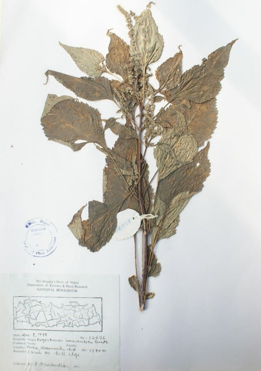 Pogostemon