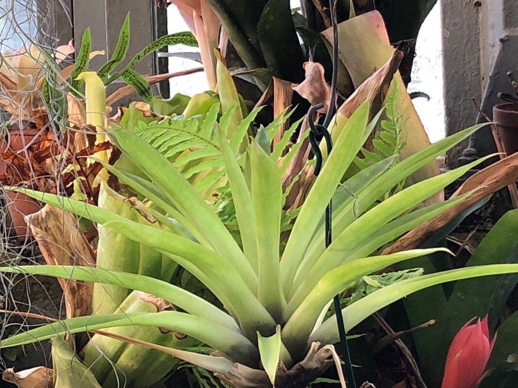 Tillandsia complanata 2