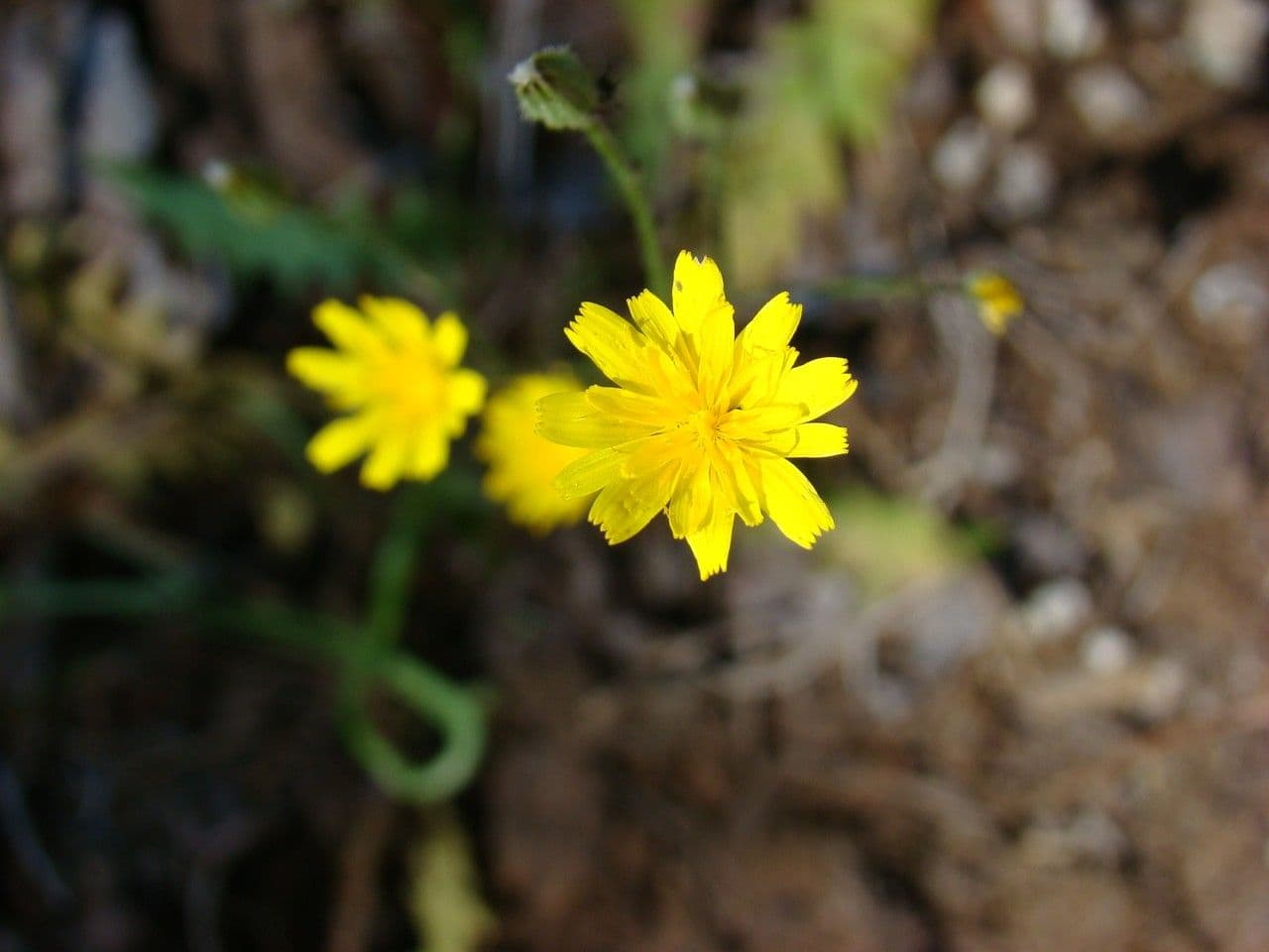 Crepis 5