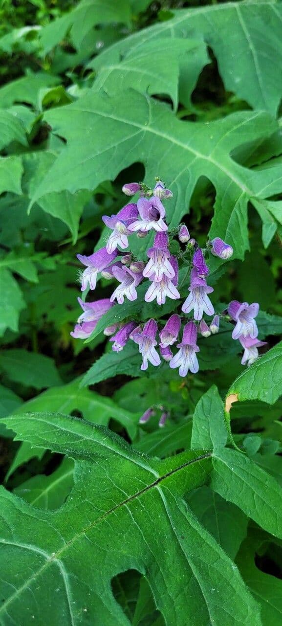 Penstemon