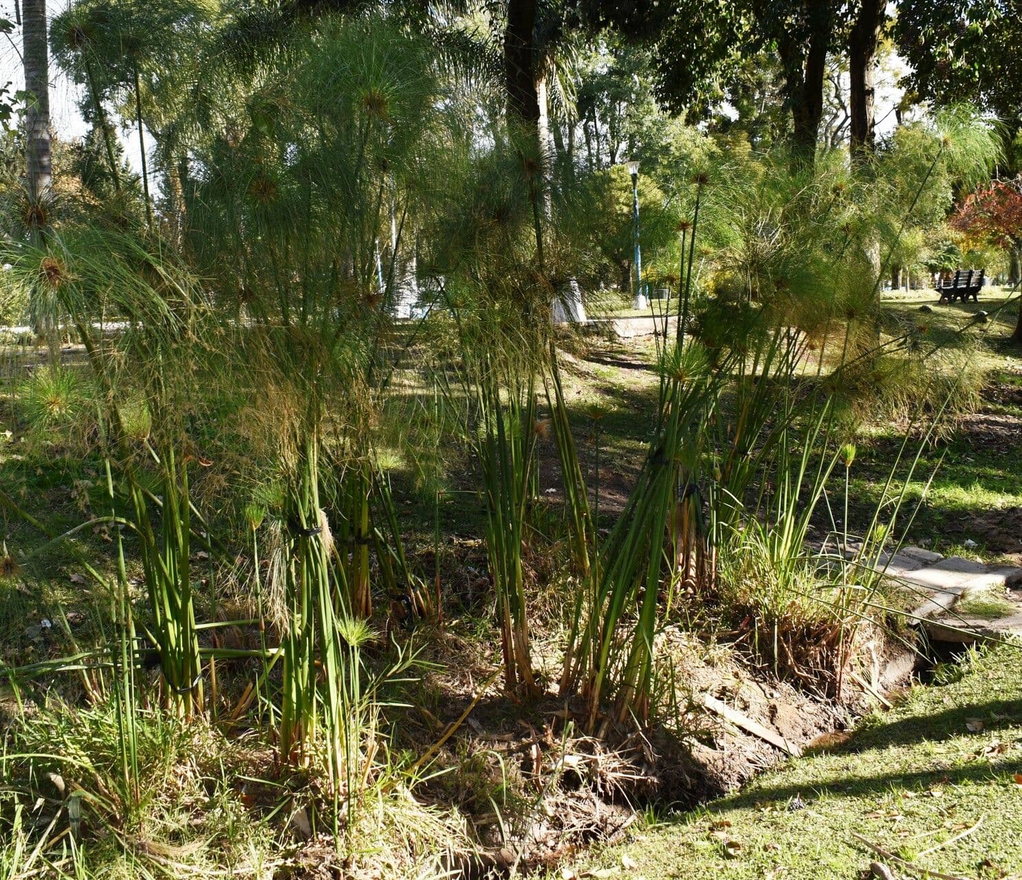 Zigolo gigante 14