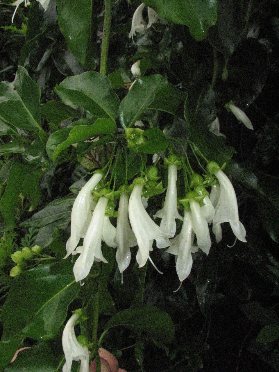 Oxera 3