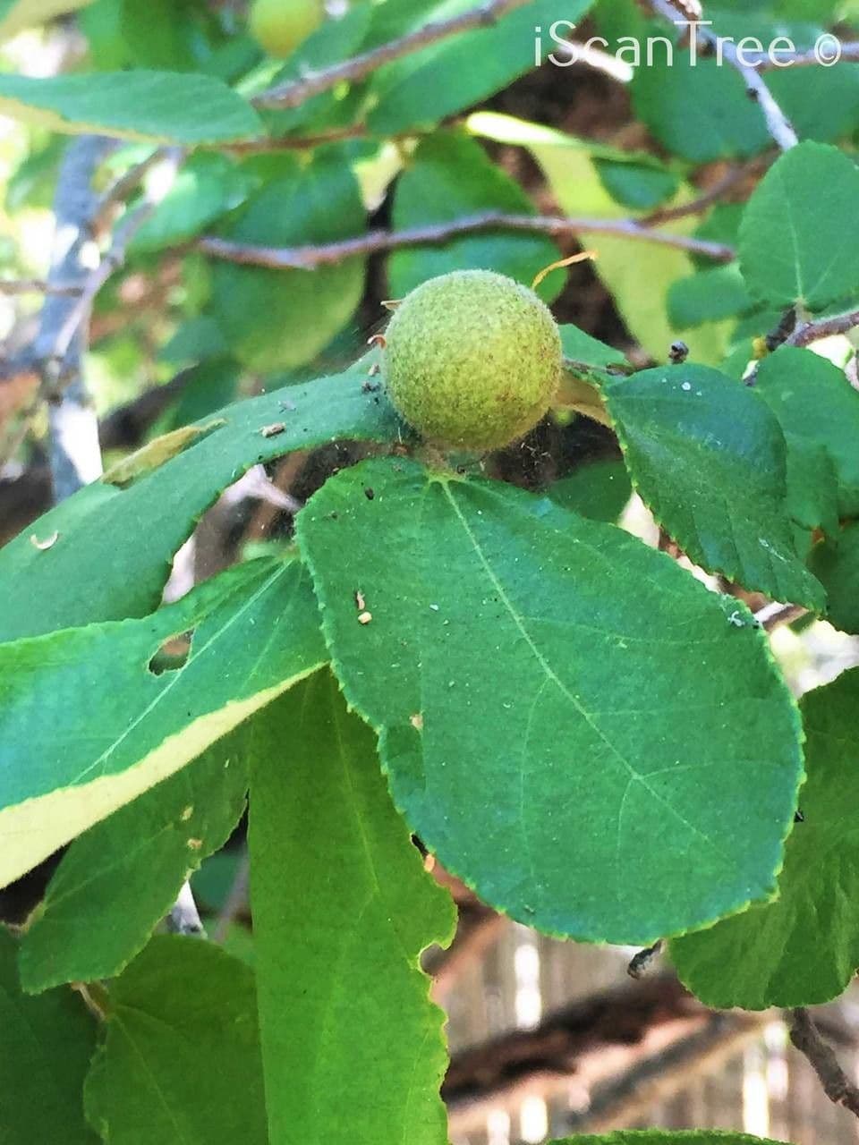 Grewia 4