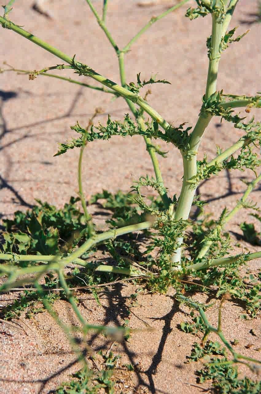 Launea mucronata 16