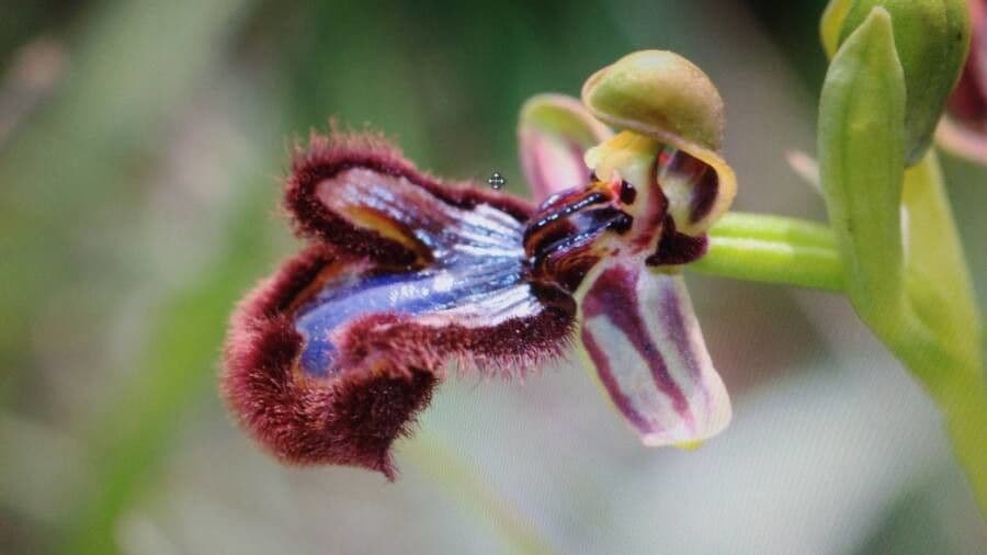 Ophrys speculum 9