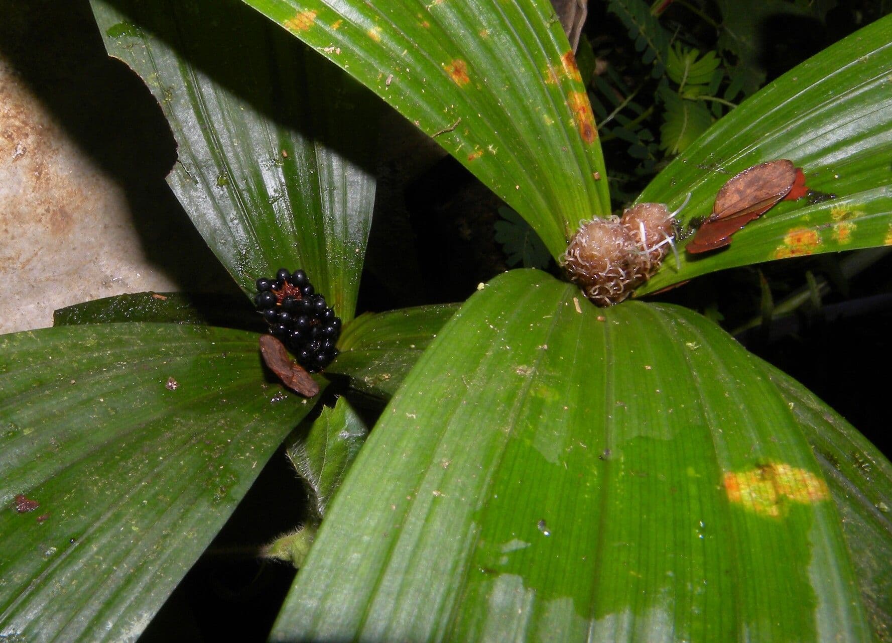 Mapania 3