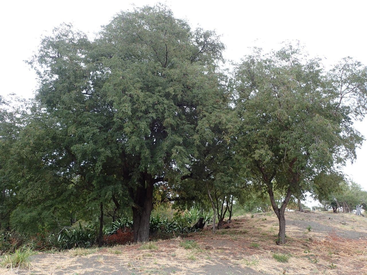 Tamarinde 11
