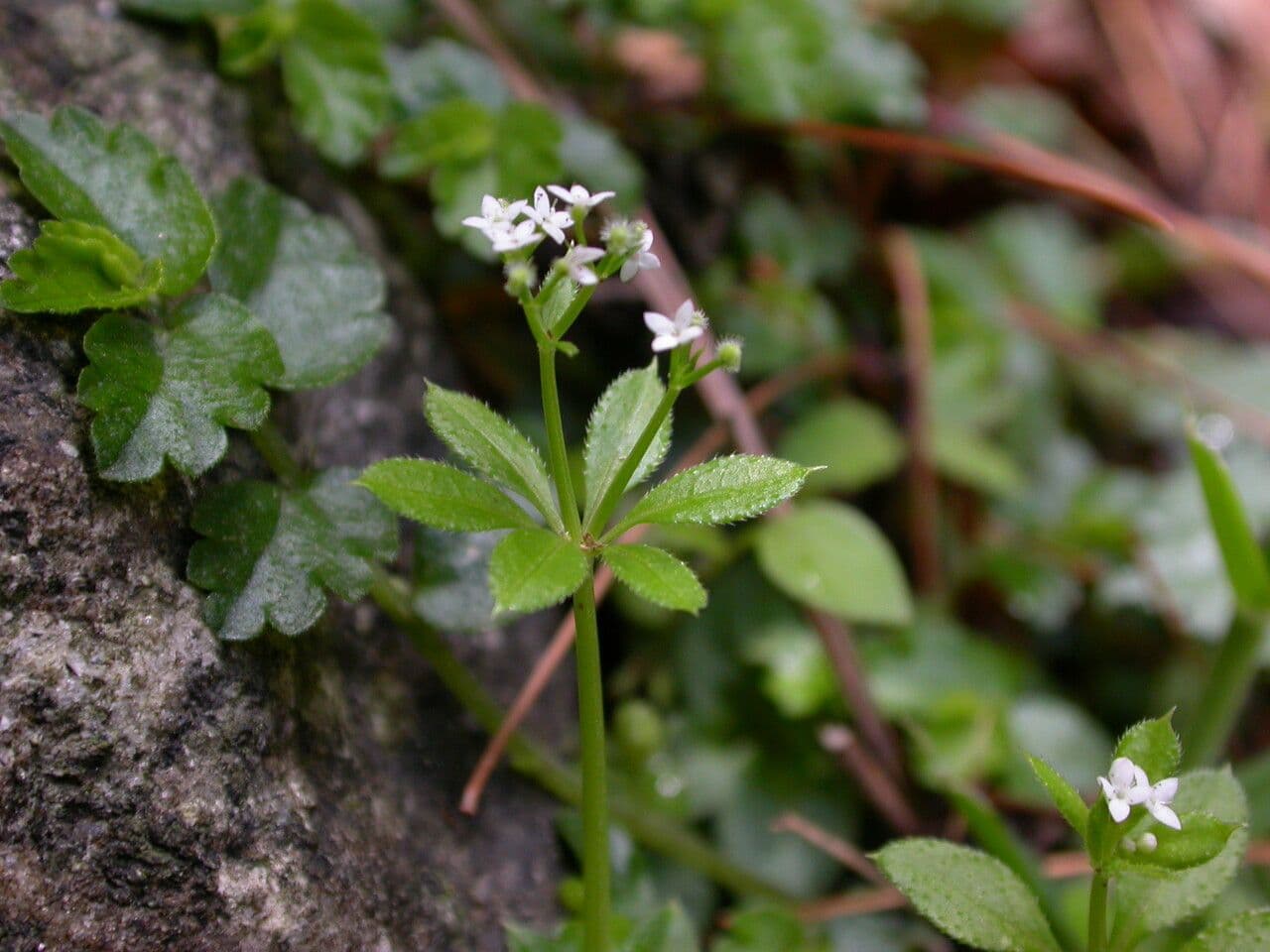 Przytulia Hoffmeistera