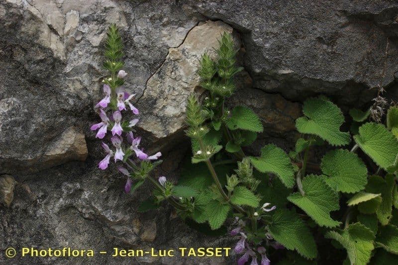Santoreggia sinuosa 10