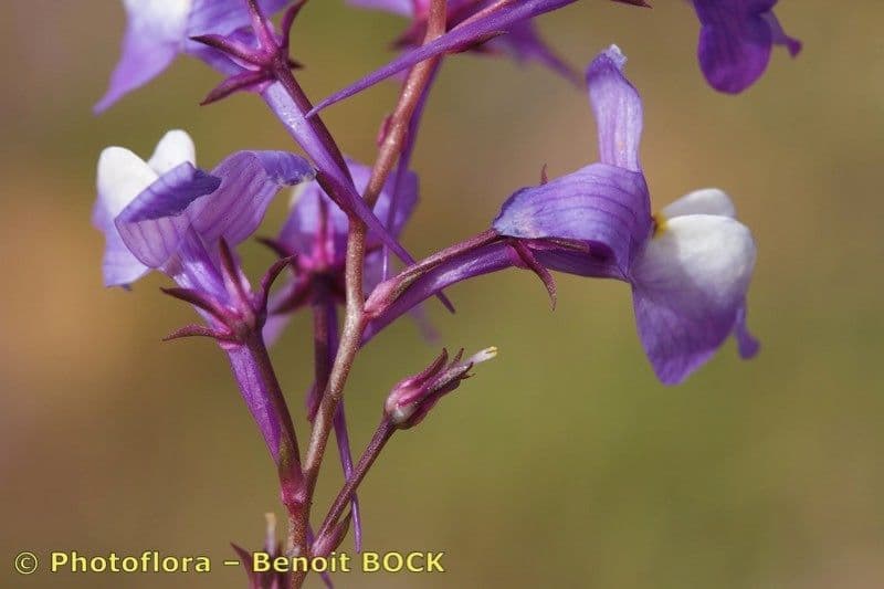 Linaria incarnata 4