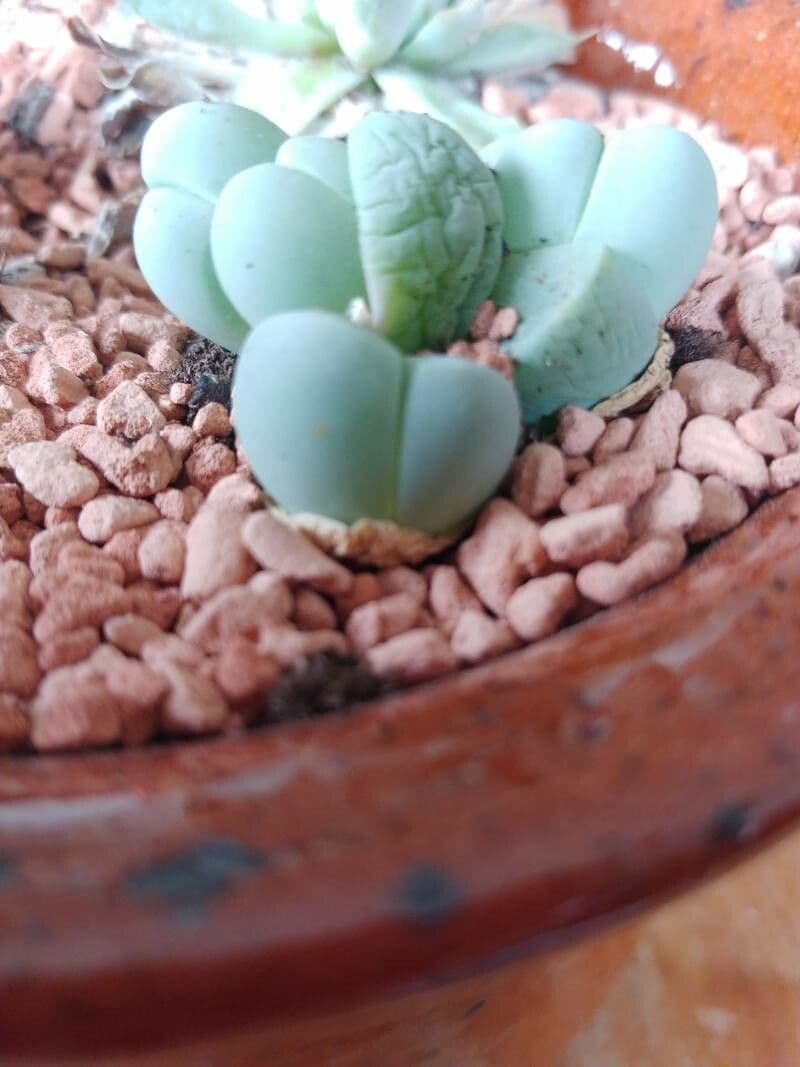 Lapidaria 5