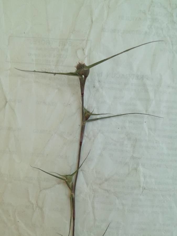 Sporobolus 19