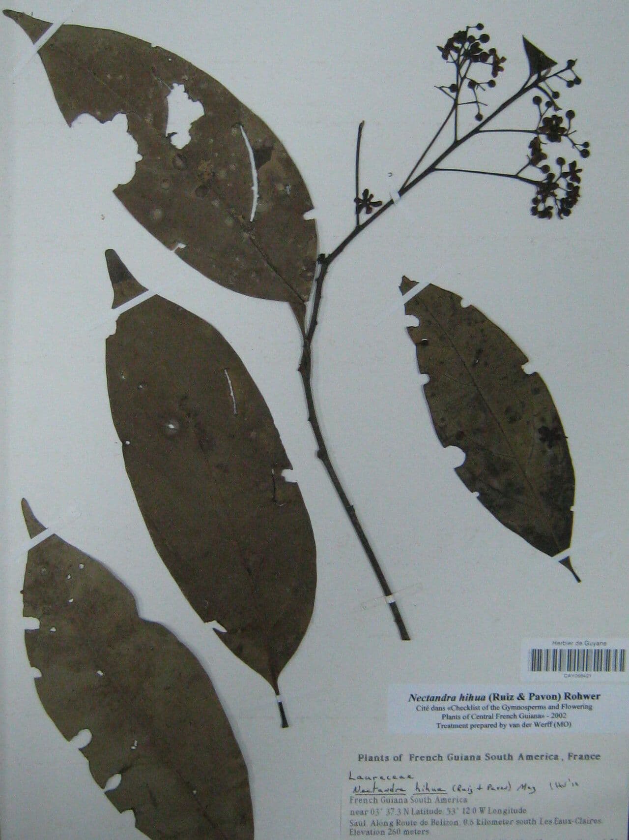 Nectandra 9