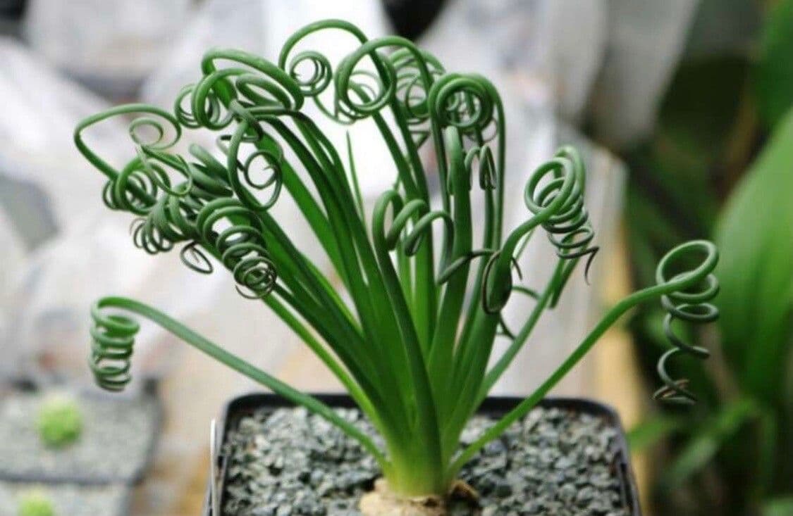 Albuca 11