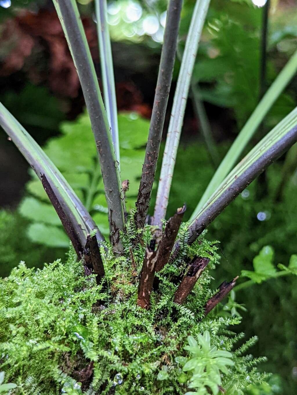 Asplenium 8
