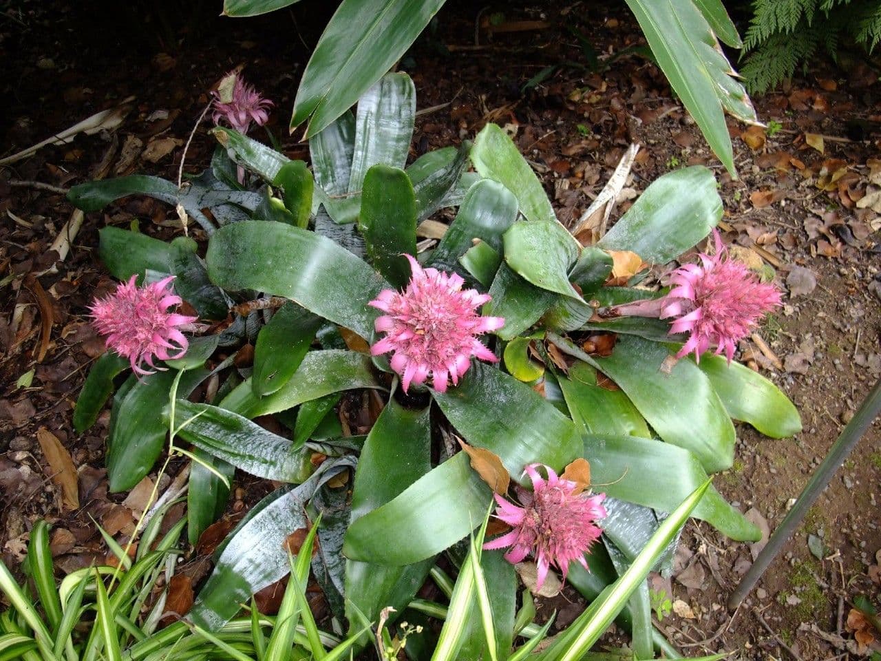 Aechmea 10