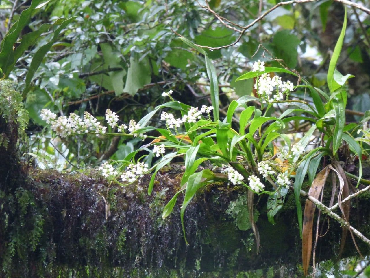 Große Gelbähren-Orchidee 6