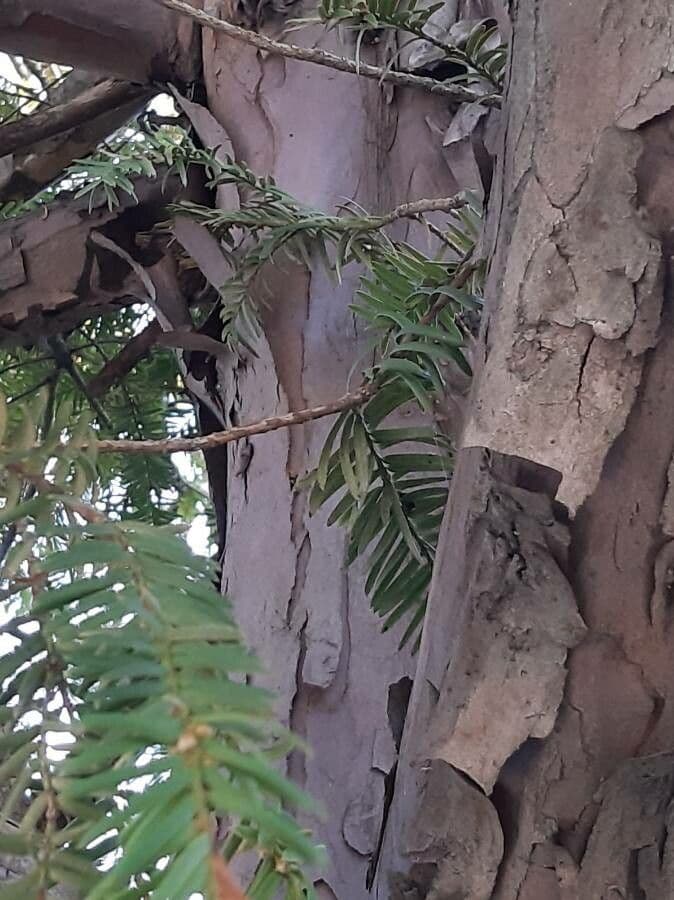 Torreya cinese 6