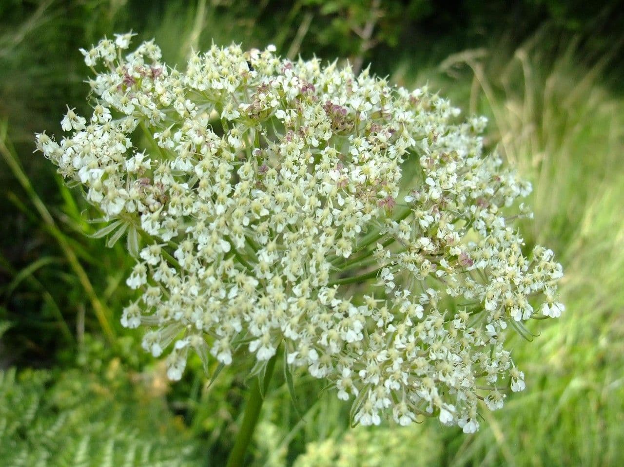 Laserpitium 7