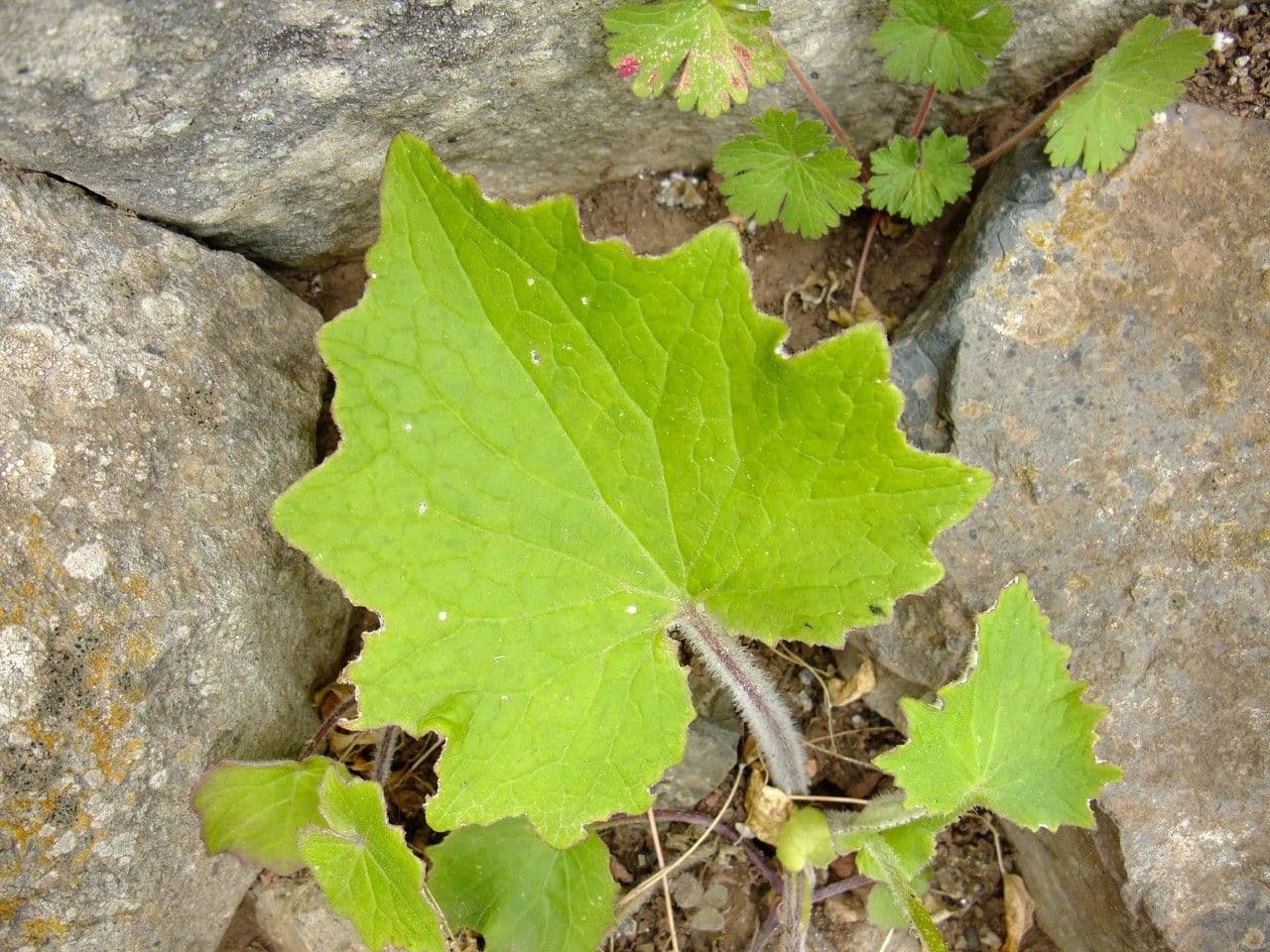 Pericallis 14